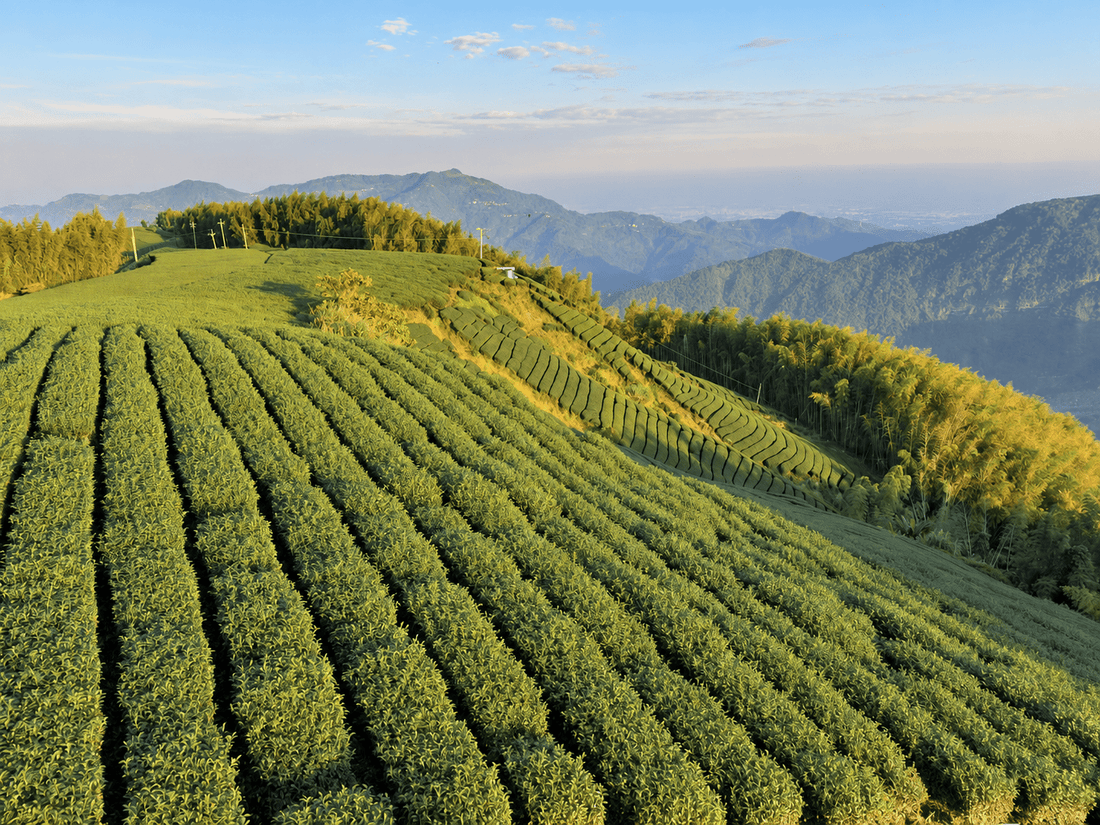 Ali Shan Oolong: Warum Tee aus 1.200 Metern Höhe anders schmeckt - Formosa Leafs