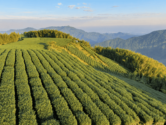 Ali Shan Oolong: Warum Tee aus 1.200 Metern Höhe anders schmeckt - Formosa Leafs