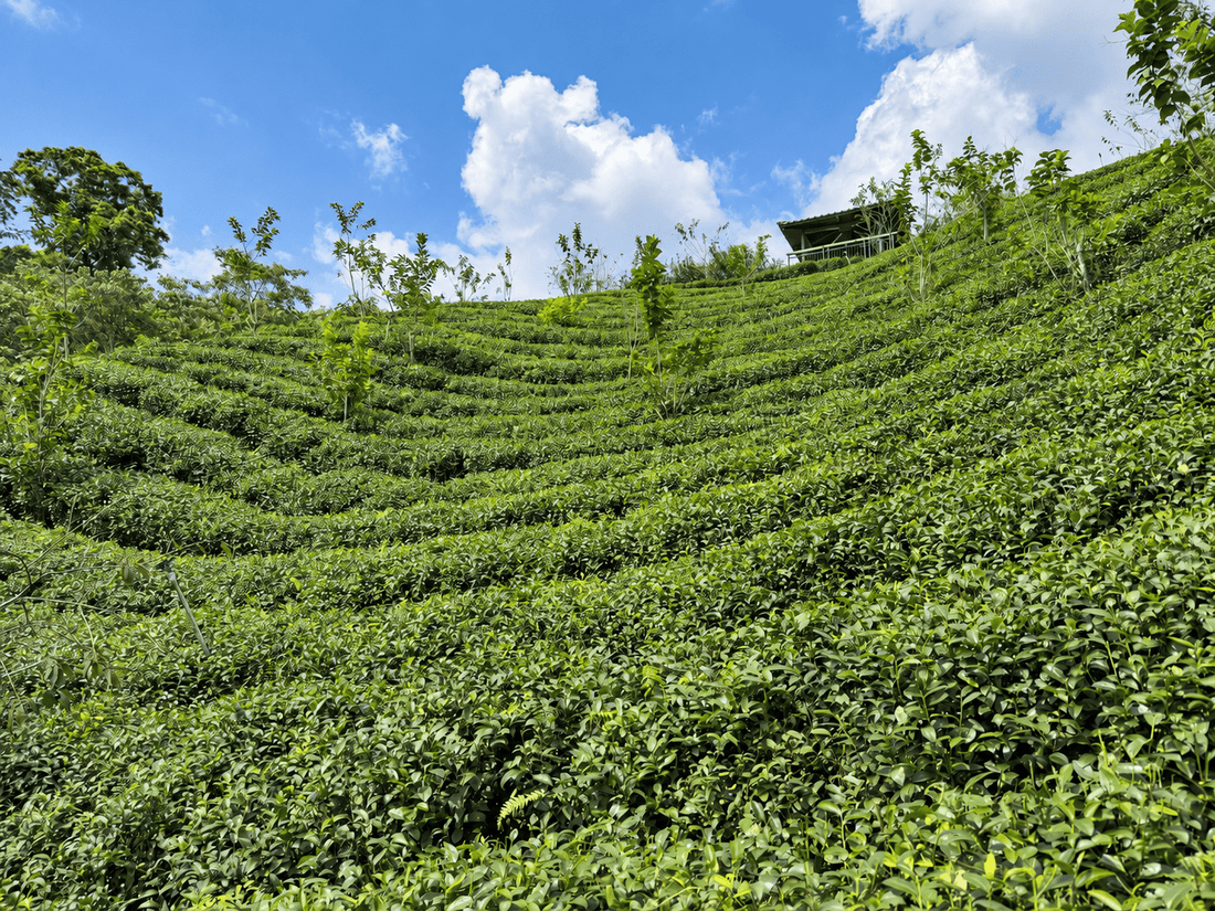 Jin Xuan: Warum dieser Oolong nach Milch schmeckt – ganz ohne Milch - Formosa Leafs